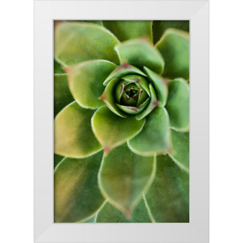 Sempervivum Rupicolum IV White Modern Wood Framed Art Print by Berzel, Erin