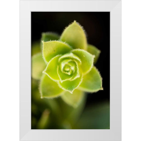 Succulent Blossom II White Modern Wood Framed Art Print by Berzel, Erin