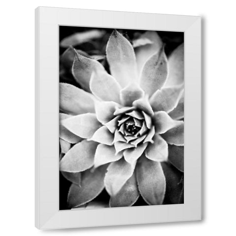 Monochrome Succulent I White Modern Wood Framed Art Print by Berzel, Erin