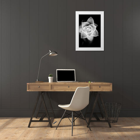 Monochrome Succulent II White Modern Wood Framed Art Print by Berzel, Erin