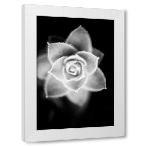 Monochrome Succulent II White Modern Wood Framed Art Print by Berzel, Erin
