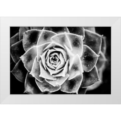 Monochrome Succulent III White Modern Wood Framed Art Print by Berzel, Erin