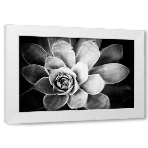 Monochrome Succulent IV White Modern Wood Framed Art Print by Berzel, Erin