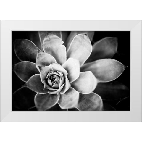 Monochrome Succulent IV White Modern Wood Framed Art Print by Berzel, Erin
