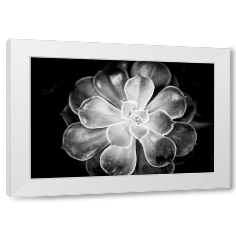 Monochrome Succulent VI White Modern Wood Framed Art Print by Berzel, Erin
