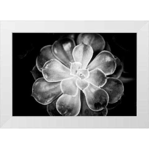 Monochrome Succulent VI White Modern Wood Framed Art Print by Berzel, Erin