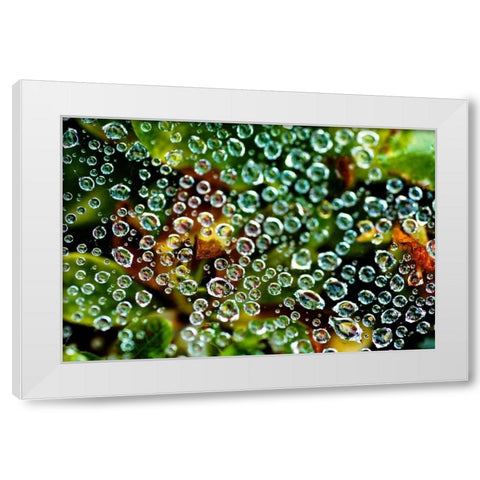 Spider Web Dew I White Modern Wood Framed Art Print by Berzel, Erin