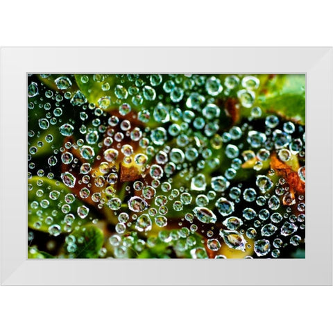 Spider Web Dew I White Modern Wood Framed Art Print by Berzel, Erin