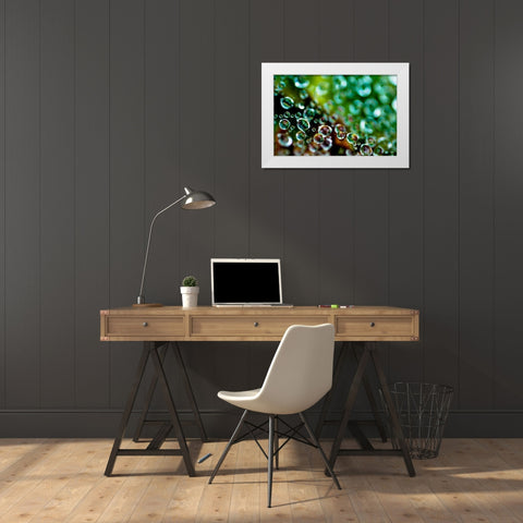 Spider Web Dew II White Modern Wood Framed Art Print by Berzel, Erin
