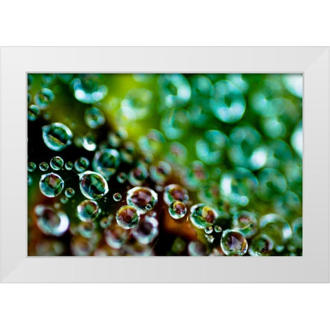 Spider Web Dew II White Modern Wood Framed Art Print by Berzel, Erin