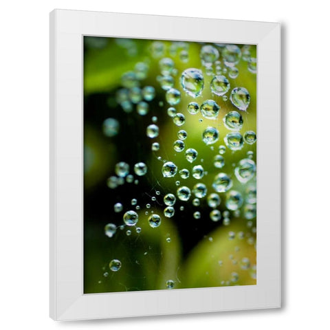 Suspended Dew II White Modern Wood Framed Art Print by Berzel, Erin