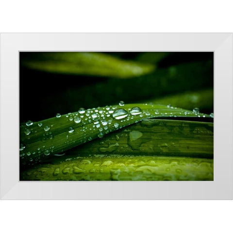 Dew on Grass White Modern Wood Framed Art Print by Berzel, Erin
