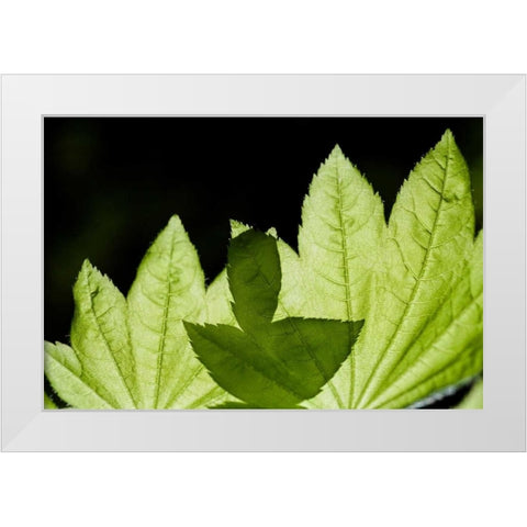 Illuminated Leaves White Modern Wood Framed Art Print by Berzel, Erin