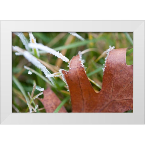 Morning Frost I White Modern Wood Framed Art Print by Berzel, Erin