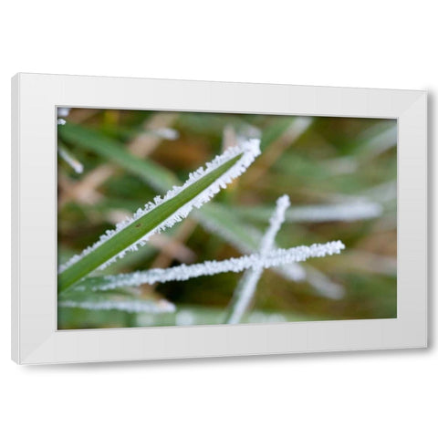 Morning Frost II White Modern Wood Framed Art Print by Berzel, Erin