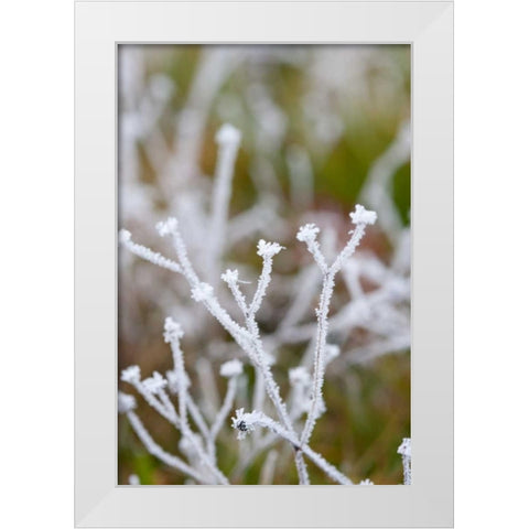 Winter Frost I White Modern Wood Framed Art Print by Berzel, Erin