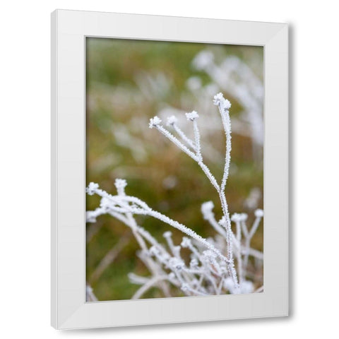 Winter Frost II White Modern Wood Framed Art Print by Berzel, Erin