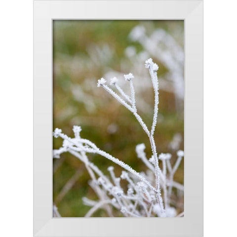 Winter Frost II White Modern Wood Framed Art Print by Berzel, Erin