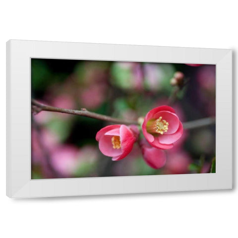 Pink Blossoms White Modern Wood Framed Art Print by Berzel, Erin