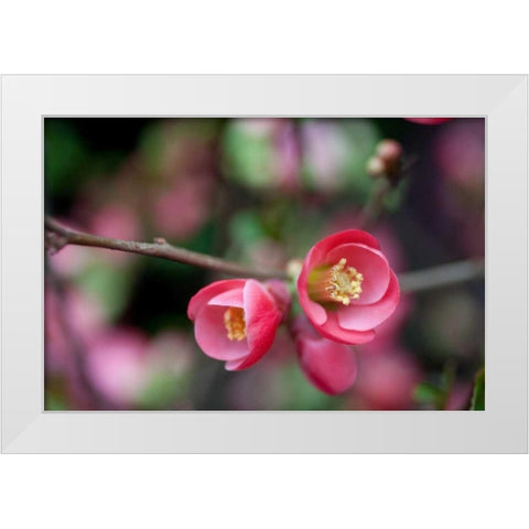 Pink Blossoms White Modern Wood Framed Art Print by Berzel, Erin
