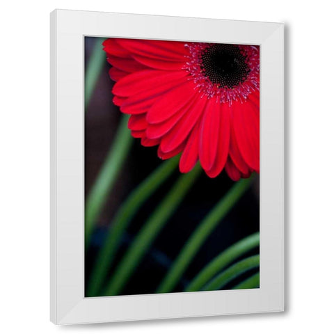 Red Gerbera Daisy White Modern Wood Framed Art Print by Berzel, Erin