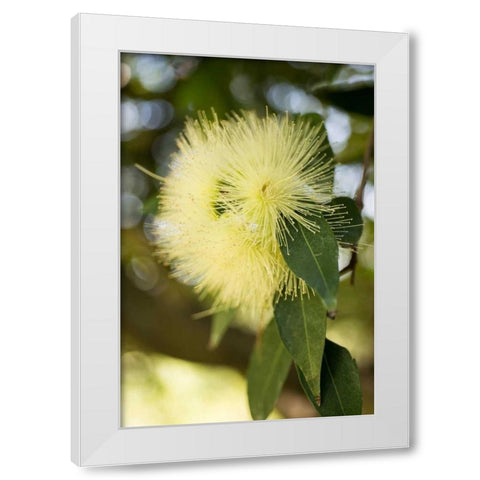 Yellow Blossom White Modern Wood Framed Art Print by Berzel, Erin