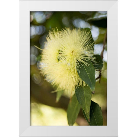 Yellow Blossom White Modern Wood Framed Art Print by Berzel, Erin