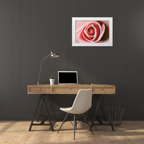 Pink Rose White Modern Wood Framed Art Print by Berzel, Erin