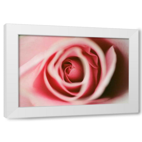Pink Rose White Modern Wood Framed Art Print by Berzel, Erin