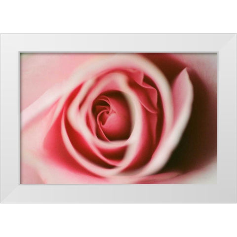 Pink Rose White Modern Wood Framed Art Print by Berzel, Erin