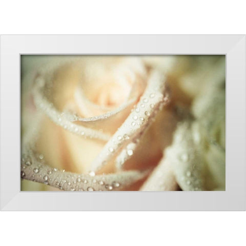 White Rose White Modern Wood Framed Art Print by Berzel, Erin