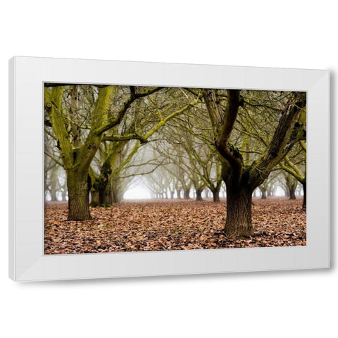 Hazel Tree Grove I White Modern Wood Framed Art Print by Berzel, Erin