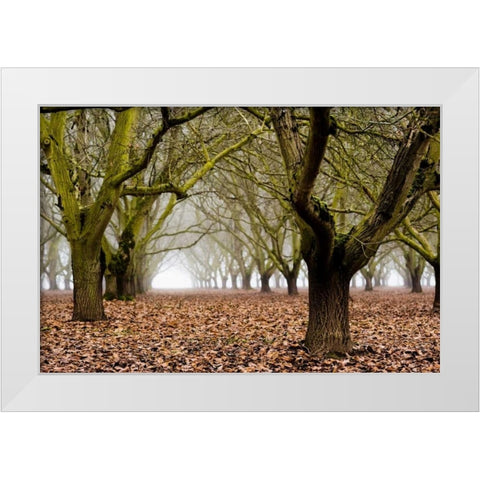 Hazel Tree Grove I White Modern Wood Framed Art Print by Berzel, Erin