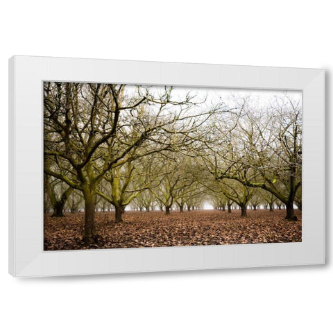 Hazel Tree Grove II White Modern Wood Framed Art Print by Berzel, Erin