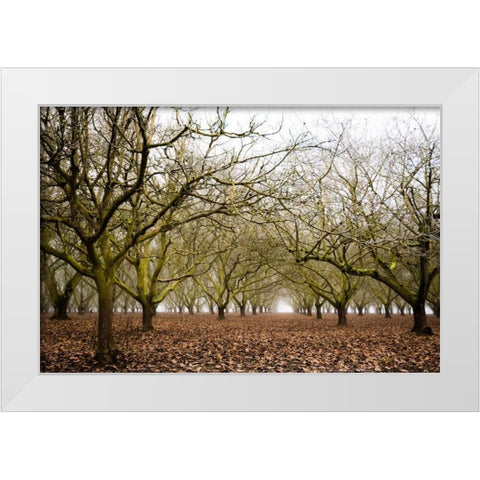 Hazel Tree Grove II White Modern Wood Framed Art Print by Berzel, Erin