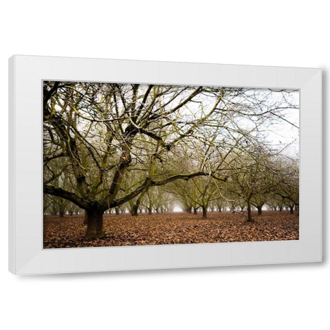 Hazel Tree Grove III White Modern Wood Framed Art Print by Berzel, Erin