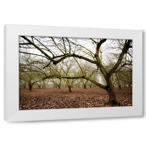 Hazel Tree Grove IV White Modern Wood Framed Art Print by Berzel, Erin