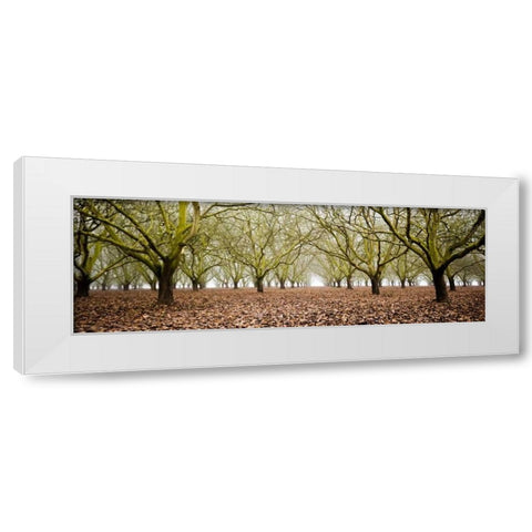 Hazel Tree Grove Pano II White Modern Wood Framed Art Print by Berzel, Erin