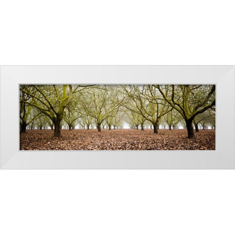 Hazel Tree Grove Pano II White Modern Wood Framed Art Print by Berzel, Erin