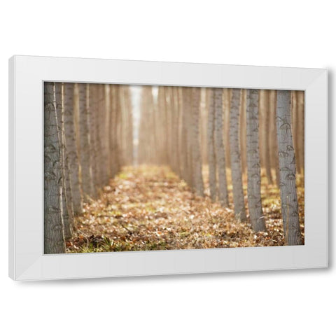 Pacific Albus I White Modern Wood Framed Art Print by Berzel, Erin