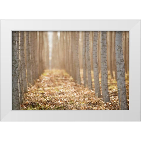 Pacific Albus I White Modern Wood Framed Art Print by Berzel, Erin