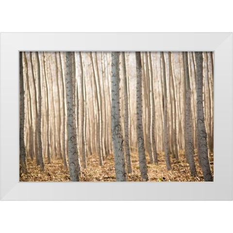 Pacific Albus II White Modern Wood Framed Art Print by Berzel, Erin
