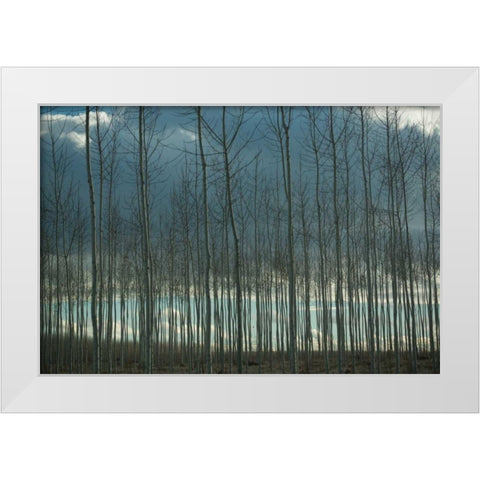 Pacific Albus and Clouds I White Modern Wood Framed Art Print by Berzel, Erin