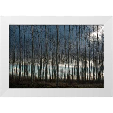 Pacific Albus and Clouds II White Modern Wood Framed Art Print by Berzel, Erin