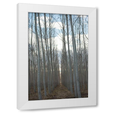 Pacific Albus Grove White Modern Wood Framed Art Print by Berzel, Erin