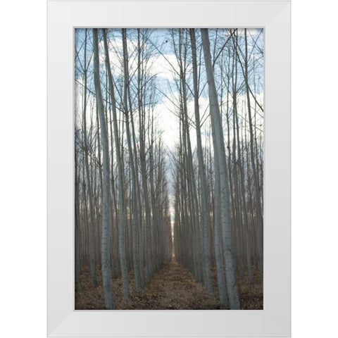 Pacific Albus Grove White Modern Wood Framed Art Print by Berzel, Erin