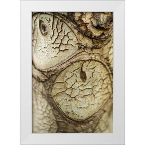 Bark Detail White Modern Wood Framed Art Print by Berzel, Erin