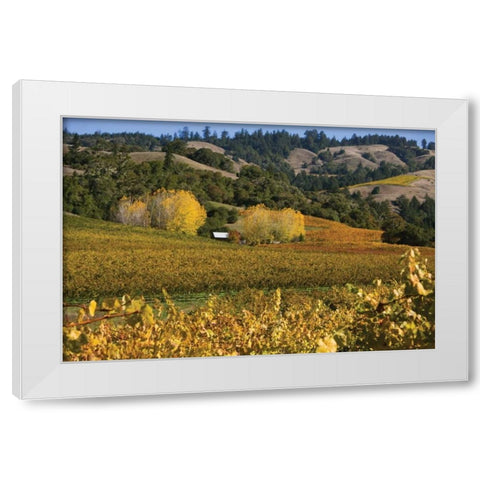 Barns and Vineyards II White Modern Wood Framed Art Print by Crane, Rita