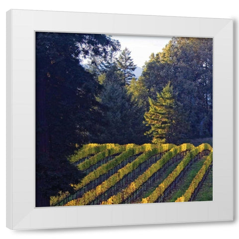 Golden Rows V White Modern Wood Framed Art Print by Crane, Rita