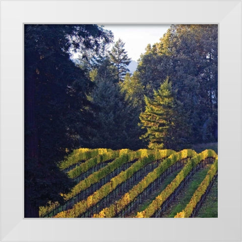 Golden Rows V White Modern Wood Framed Art Print by Crane, Rita